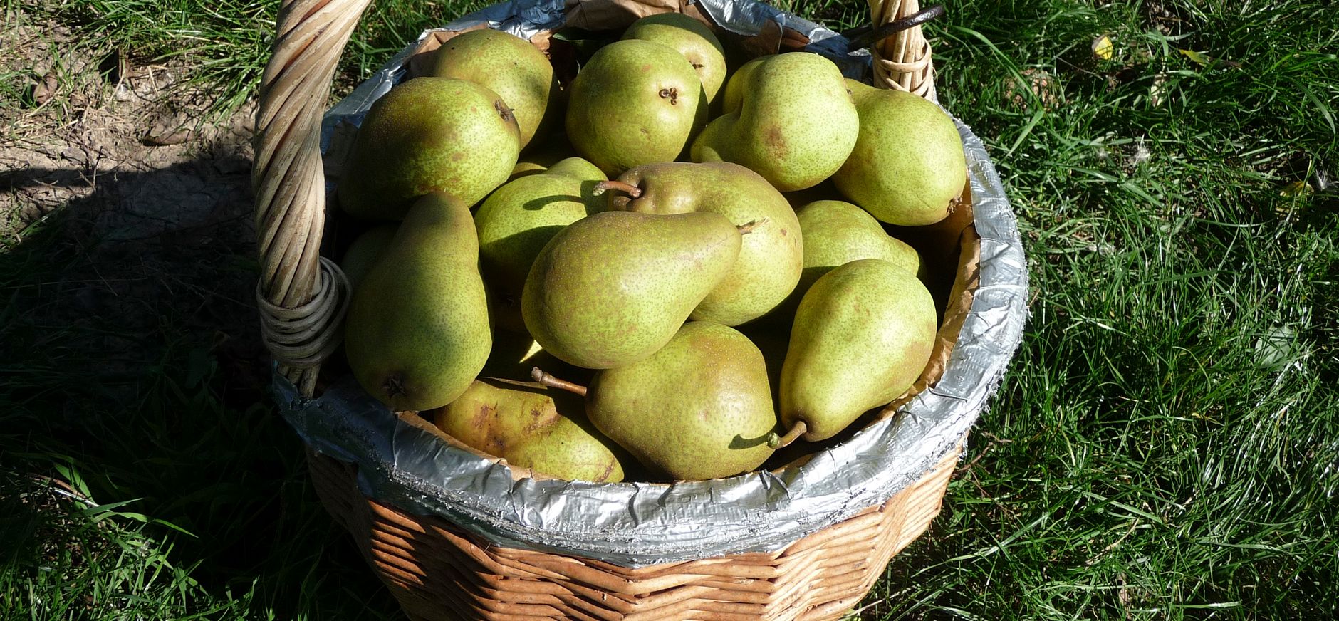 Fruit plukken in de boomgaard bij Zwaakse Weel