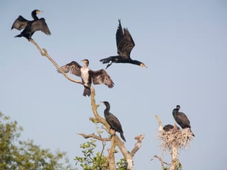 Wandelroute Breede Waterroute in Voornes Duin, bij Rockanje