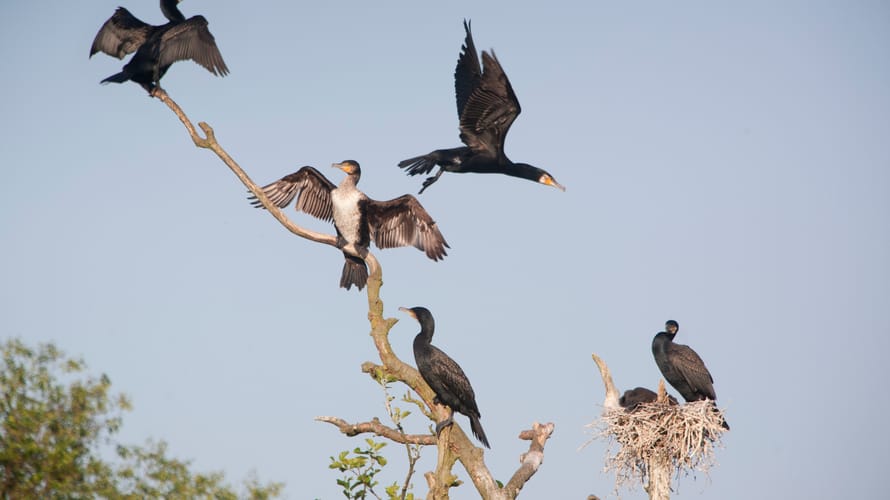 Wandelroute Breede Waterroute in Voornes Duin, bij Rockanje