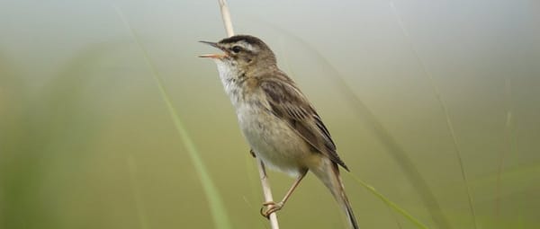 Zingende rietvogels
