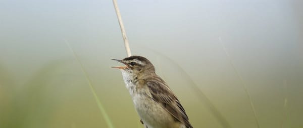 Zingende rietvogels Zingende rietvogels