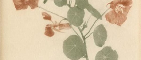 Moestuin met boomgaard