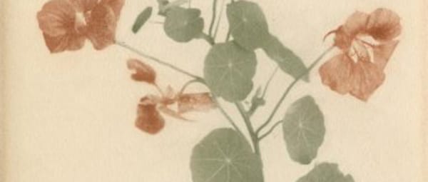 Moestuin met boomgaard Moestuin met boomgaard