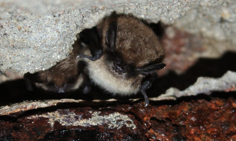 Baardvleermuizen in de ijskelder op Landgoed Schaep en Burgh