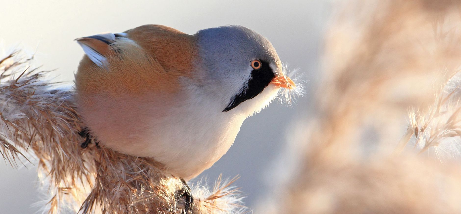 Nieuwe scenario’s planbureaus: onderbouwing voor Blankenburgtunnel achterhaald