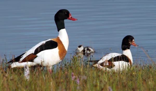 Allerlei vogels op het Quackgors Allerlei vogels op het Quackgors