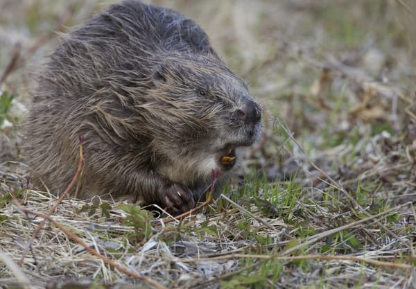Hoe kun je een bever herkennen?