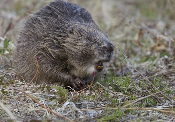 Hoe kun je een bever herkennen? Hoe kun je een bever herkennen?