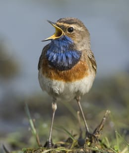 Hagevenpad, bij de Belgische grens