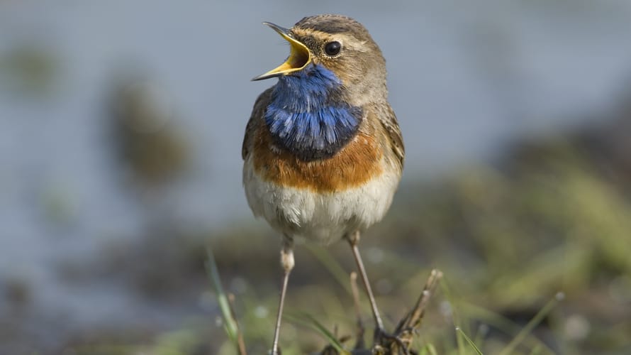 Hagevenpad, bij de Belgische grens
