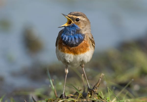 Blauwborst