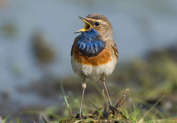 Blauwborst Blauwborst