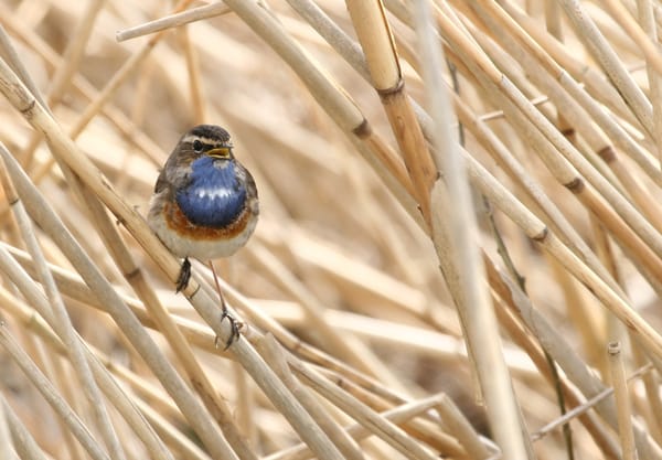 Blauwborst Blauwborst