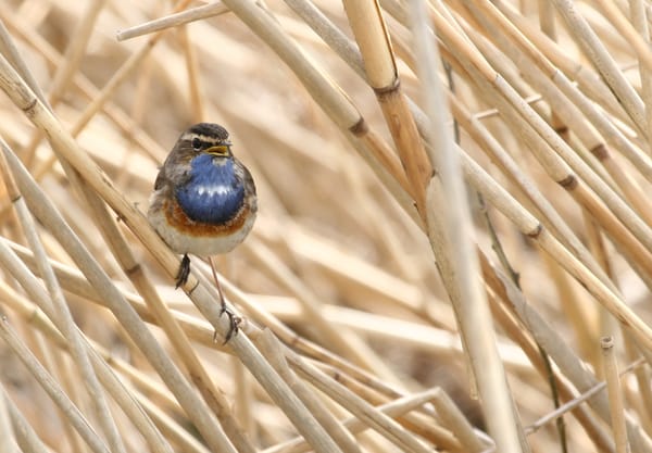 Blauwborst Blauwborst