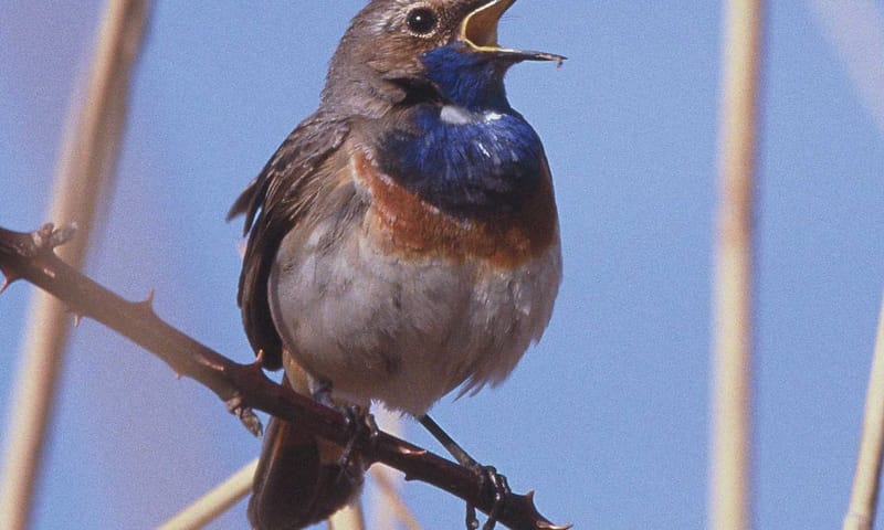 Blauwborst op het Vogeleiland bij Zwarte Meer