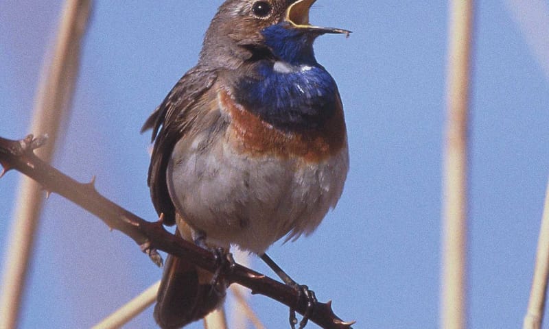 Blauwborst op het Vogeleiland bij Zwarte Meer