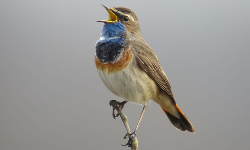 Zingende blauwborst