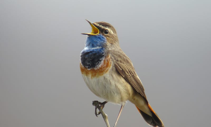 Zingende blauwborst