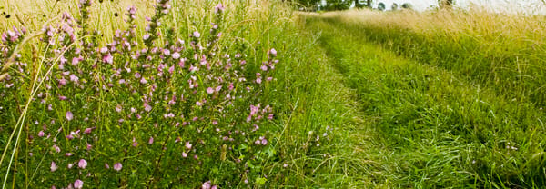 Bloemdijken Bloemdijken