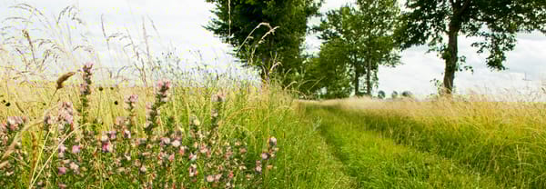 Bloemdijken Bloemdijken