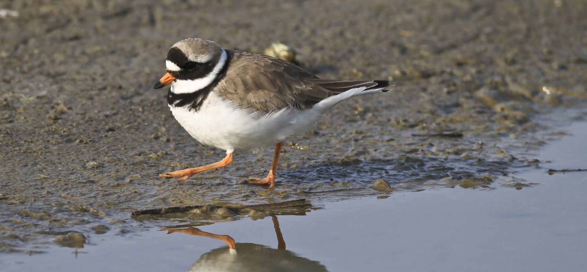 Zuidwestelijke delta