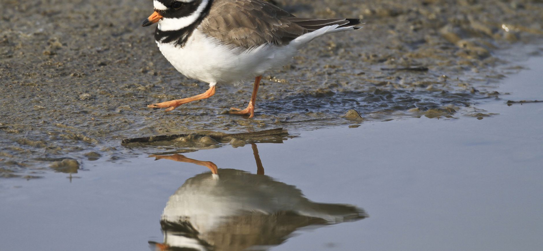 Zuidwestelijke delta