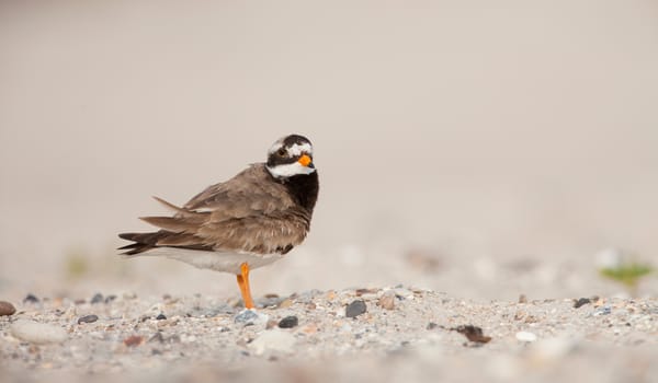 Uitwaaien op het strand