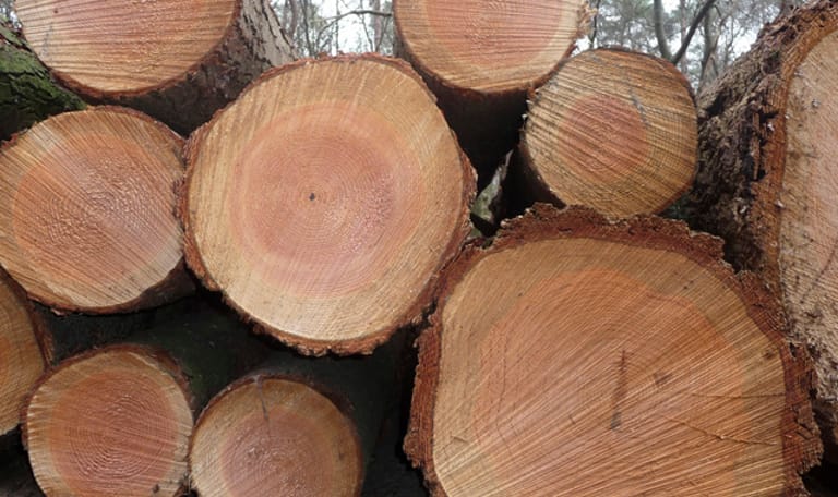 Hoe oud is die boom?