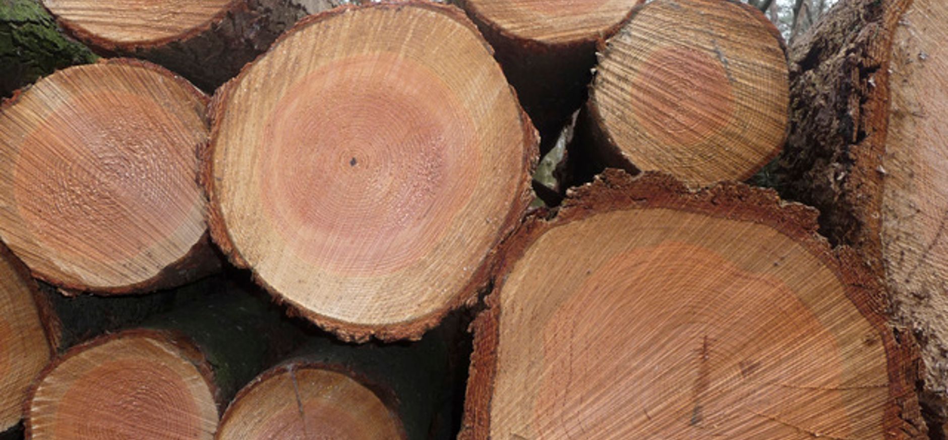 Hoe oud is die boom?