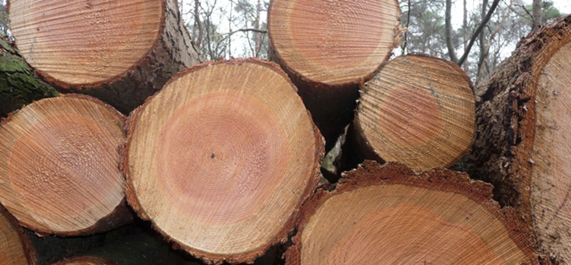 Hoe oud is die boom?