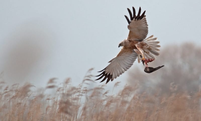 Vroege vogels in de Kwade Hoek