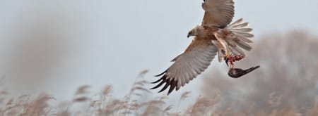 Vroege vogels in de Kwade Hoek