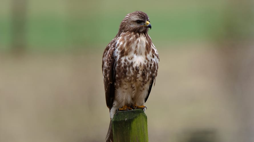 Wandelroute Rucphense Bossen (Groen)