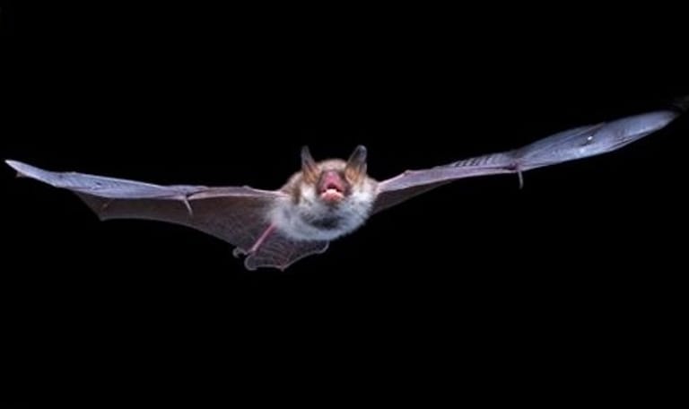 Vleermuizenwandeling door de Coenecoop Waddinxveen