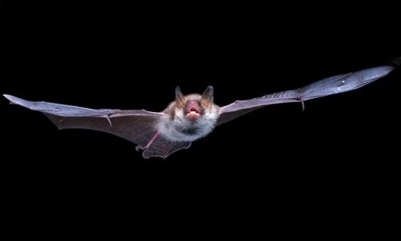 Vleermuizenwandeling door de Coenecoop Waddinxveen