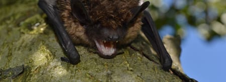 Nacht van de Vleermuis: vleermuizen op Oldenaller