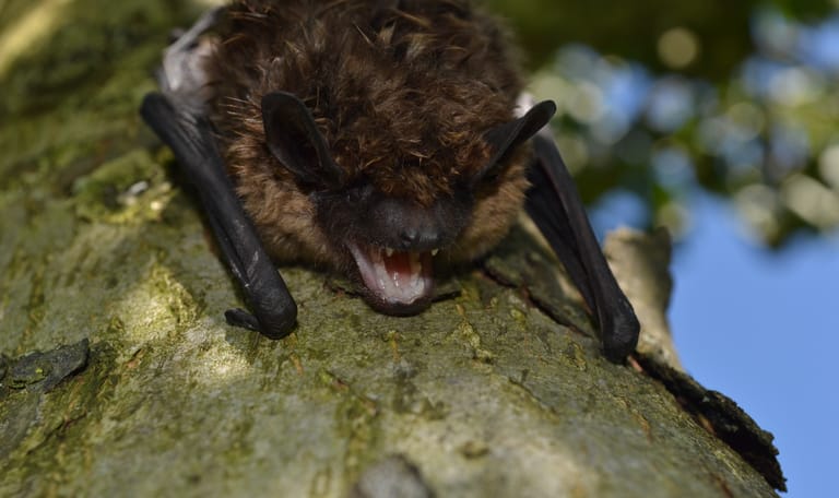 Nacht van de Vleermuis: vleermuizen op Oldenaller