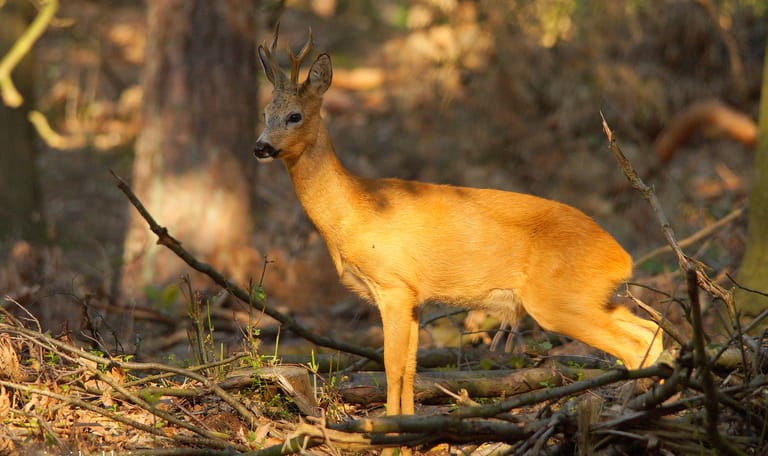 Avondwandeling reeënbronst - Bergherbos