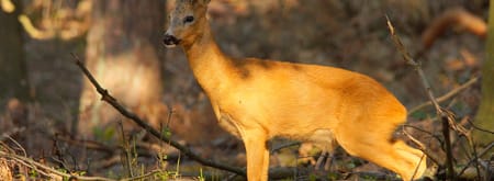 Avondwandeling reeënbronst - Bergherbos