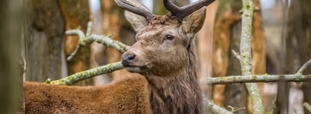 Bronstexcursie te voet - Leuvenumse Bossen
