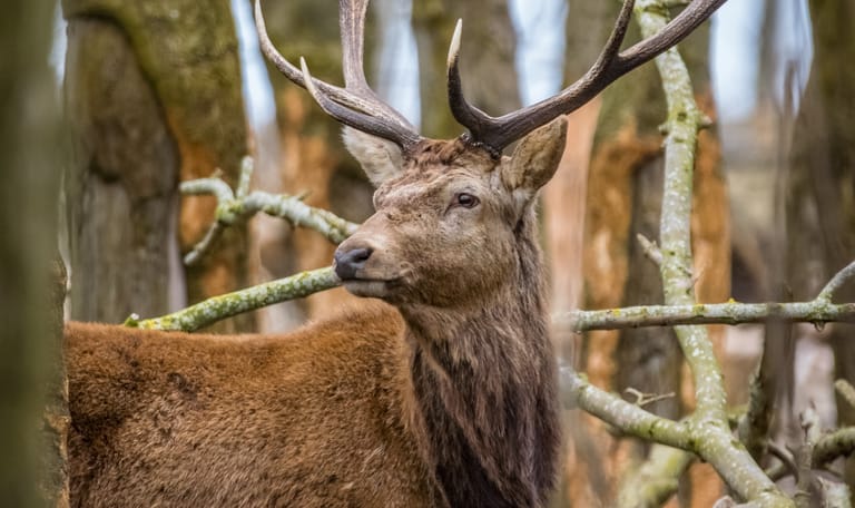 Bronstexcursie te voet - Leuvenumse Bossen