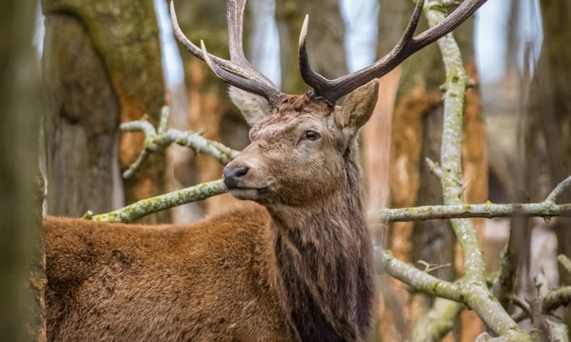 Bronstexcursie te voet - Leuvenumse Bossen