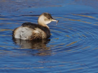 Wandelroute Aderven in Oisterwijk