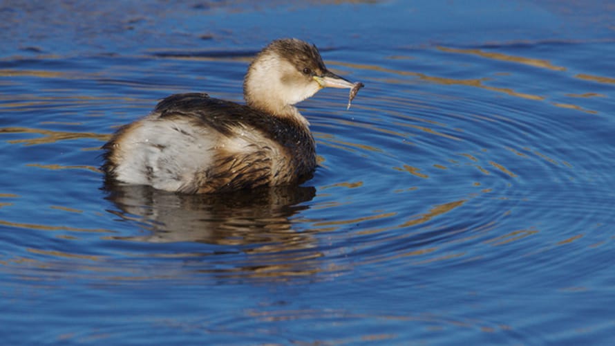 Wandelroute Aderven in Oisterwijk