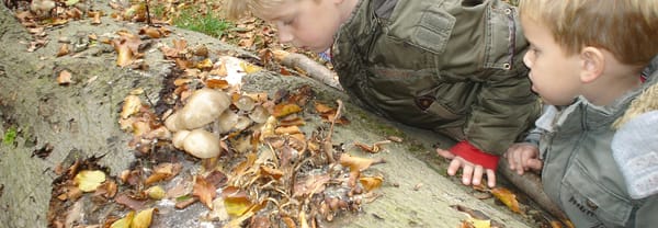 Ontdek dood hout leeft!