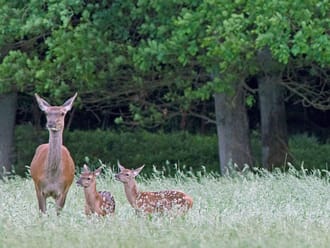 Wandelroute herten spotten in het Deelerwoud, Veluwe