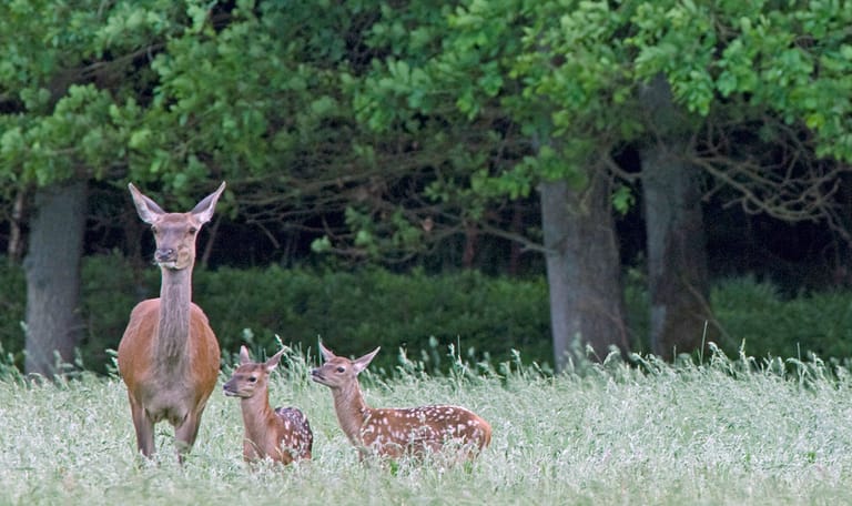Wandelroute herten spotten in het Deelerwoud, Veluwe