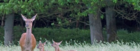 Wandelroute herten spotten in het Deelerwoud, Veluwe