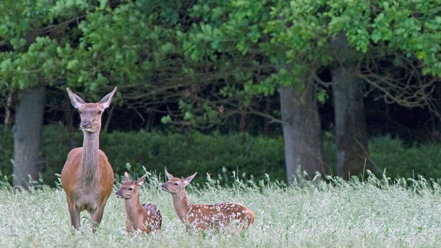Wandelroute herten spotten in het Deelerwoud, Veluwe