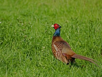 Wandelroute Fazant, vlak bij Hoogerheide